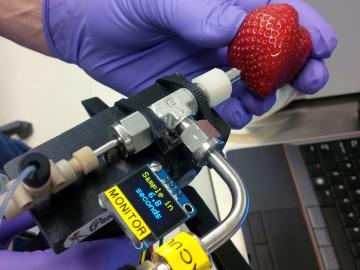Oak Ridge National Laboratory’s PenDoc makes sampling the surface of a strawberry for pesticides, for example, quick and easy.