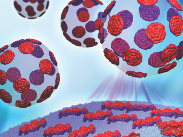 The Cheng research team is working to understand how different nanoscopic domains in lipids’ bilayers regulate the mechanical properties of proteins passing in and out of the cell. (Image by Barmak Mostofian, John Nickels and Renee Manning) The Cheng research team is working to understand how different nanoscopic domains in lipids’ bilayers regulate the mechanical properties of proteins passing in and out of the cell. (Image by Barmak Mostofian, John Nickels and Renee Manning)