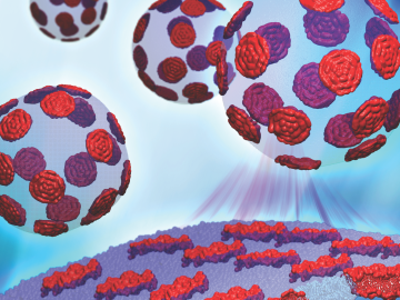 The Cheng research team is working to understand how different nanoscopic domains in lipids’ bilayers regulate the mechanical properties of proteins passing in and out of the cell.  (Image by Barmak Mostofian, John Nickels and Renee Manning)