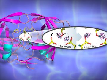 A 3D structure of the HIV-1 protease in cartoon representation with bound clinical drug darunavir (shown as sticks). 