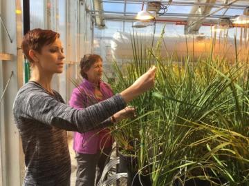 Oak Ridge National Laboratory researchers Sara Jawdy (left) and Lee Gunter evaluate the growth of rice plants carrying a genetic mechanism that reduces lignin and increases flavonoids. 