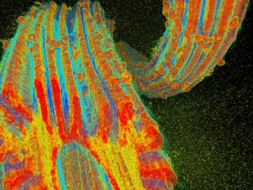Oak Ridge National Laboratory researchers developed a fiber to adsorb uranium from seawater. Oak Ridge National Laboratory researchers developed a fiber to adsorb uranium from seawater.
