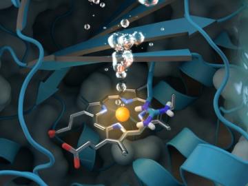 Chlorite dismutase - Journal cover art reprinted with permission from ACS Catalysis, vol. 7, issue 11, November 3, 2017. Further permissions related to the material excerpted should be directed to the ACS.