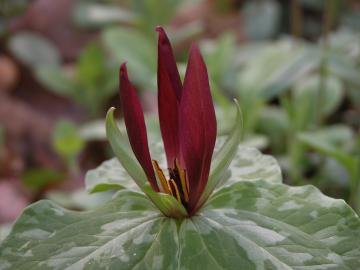 Red trillium is among the spring wildflowers found on the Oak Ridge Reservation. Red trillium is among the spring wildflowers found on the Oak Ridge Reservation.