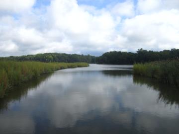 Coastal wetlands are just one of dozens of environments where scientists found genes that transform mercury into the neurotoxin methylmercury. (Photo courtesy of Smithsonian Environmental Research Center/Grace Schwartz)