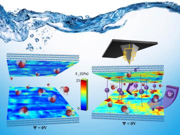 When a negative bias is applied to a two-dimensional MXene electrode, Li+ ions from the electrolyte migrate in the material via specific channels to the reaction sites, where the electron transfer occurs.