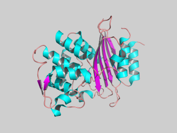 Using neutrons, an ORNL research team studied the protein structure of bacteria-produced enzymes called beta-lactamases by examining one of them to better understand how resistant bacteria behave. Using neutrons, an ORNL research team studied the protein structure of bacteria-produced enzymes called beta-lactamases by examining one of them to better understand how resistant bacteria behave.