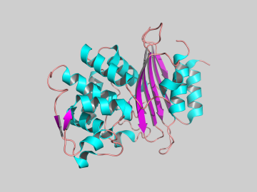 Using neutrons, an ORNL research team studied the protein structure of bacteria-produced enzymes called beta-lactamases by examining one of them to better understand how resistant bacteria behave.