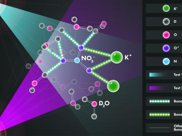 Two neutron diffraction experiments (represented by pink and blue neutron beams) probed a salty solution to reveal its atomic structure. The only difference between the experiments was the identity of the oxygen isotope (O*) that labeled nitrate molecules