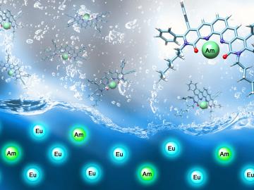 A tetradentate ligand selects americium (Am, depicted by green spheres) over europium (Eu, blue spheres). Red indicates oxygen atoms and purple, nitrogen atoms that are the key to the ligand’s selectivity. Image credit: Oak Ridge National Laboratory, U.S.