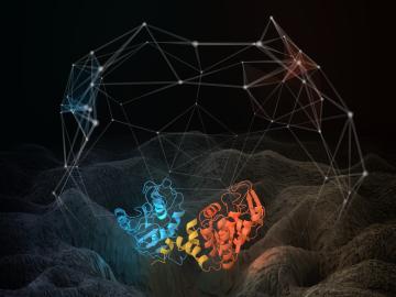 Illustration of the structure of a phosphoglycerate kinase protein that was subjected to molecular dynamics simulations. The relative motions of the red and blue domains of the proteins are highly complex, and can be described in terms of motion of a conf