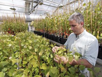 ORNL bioscience researcher Jerry Tuskan had an early interest in plant genetics.