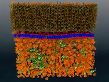 Neutron scattering is a valuable technique for studying cell membranes