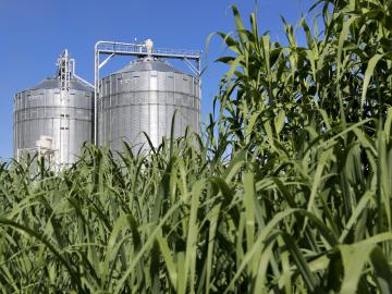 As part of the Bioenergy Study Tour hosted by the Department of Energy’s Bioenergy Technologies Office and Oak Ridge National Laboratory, participants will visit switchgrass fields and facilities in East Tennessee.