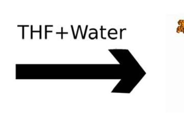 In pure water, lignin adopts a globular conformation (left) that aggregates on cellulose and blocks enzymes. In a THF-water cosolvent, lignin adopts coil conformations (right) that are easier to remove during pretreatment.