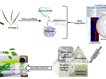 Roadmap for Commercialization of Specific Terpenes from Plants