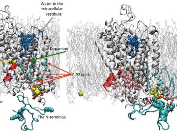 An illustration of the dopamine transporter in its outward- (left) and inward-opening (right) state. Note that the inward opening has brought about an outward closing and change in the number of water molecules (blue, pink spheres) inside and outside the 