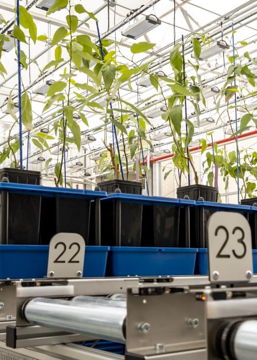 A greenhouse research facility at Oak Ridge National Laboratory used in the development of advanced bioenergy crops. Credit: Carlos Jones/ORNL, U.S. Dept. of Energy