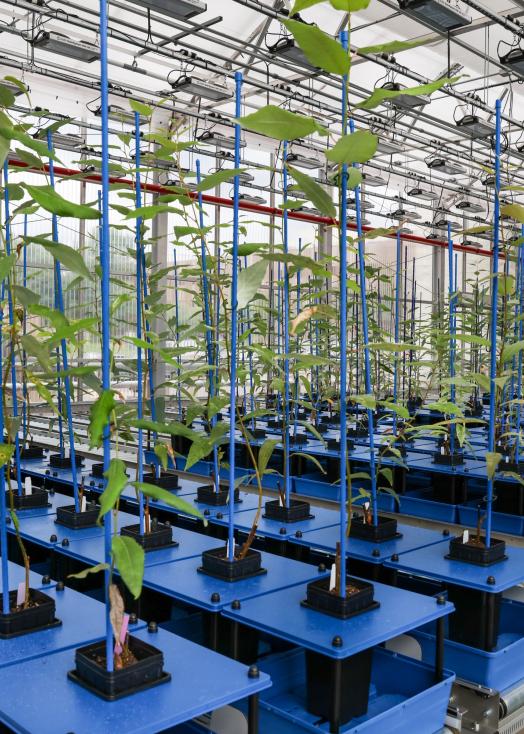APPL - poplar plants
