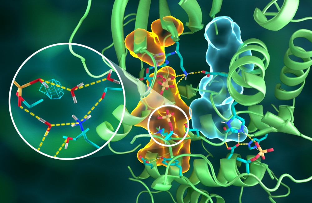 Illustration of the intricate organization of the PKA structure, wherein different parts of the protein are connected through elaborate hydrogen bonding networks (dashed yellow lines), glued together by the hydrophobic assemblies (light blue and orange volumes)—all working together to build the functional active site. Insert shows protonation of the transferred phosphoryl group (cyan mesh) and its many interactions with water and the active site amino acid residues. Credit: Jill Hemman/ORNL