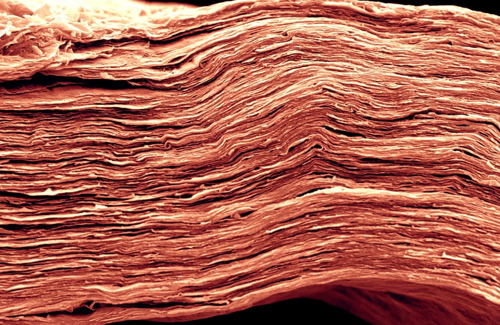 In this MXene electrode, choosing the appropriate solvent for the electrolyte can increase energy density significantly. This scanning electron microscopy image shows fine features of a film only 5 microns thick—approximately 10 times narrower than a human hair. Credit: Drexel University; image by Tyler Mathis
