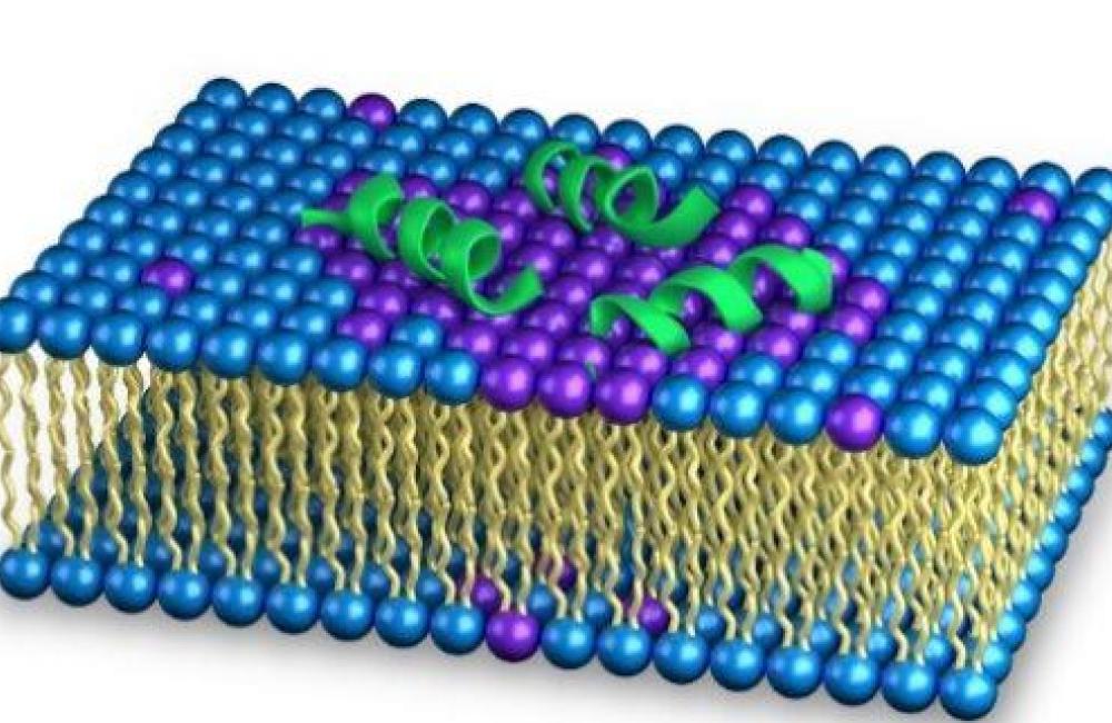 Neutron scattering allowed direct observation of how aurein induces lateral segregation in the bacteria membranes, which creates instability in the membrane structure. This instability causes the membranes to fail, making harmful bacteria less effective.