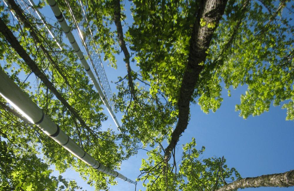 Trees in an Oak Ridge National Laboratory plot 