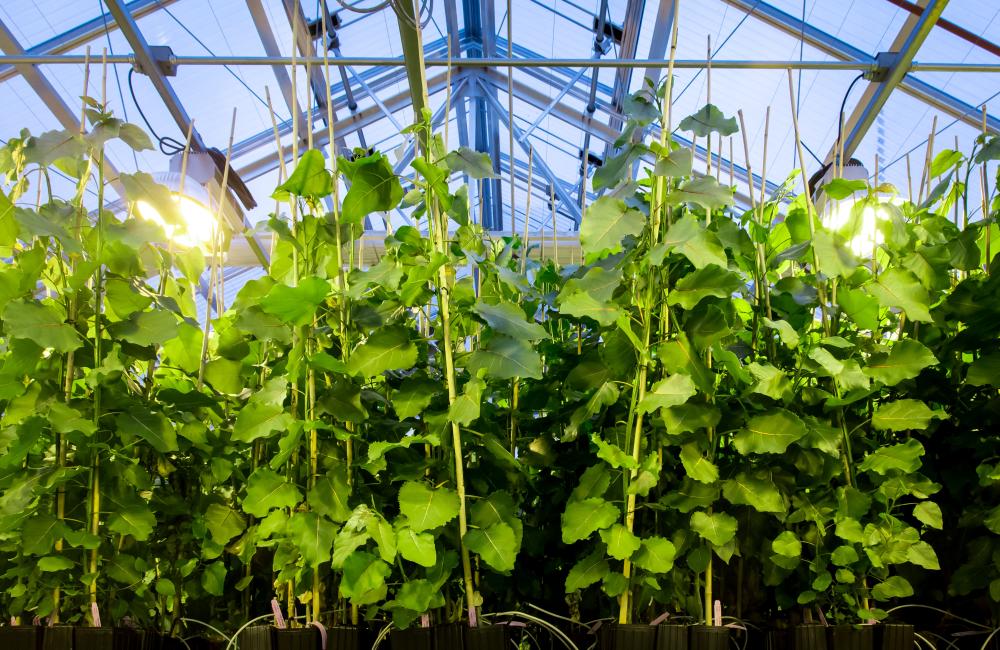 Poplar tress in ORNL green house