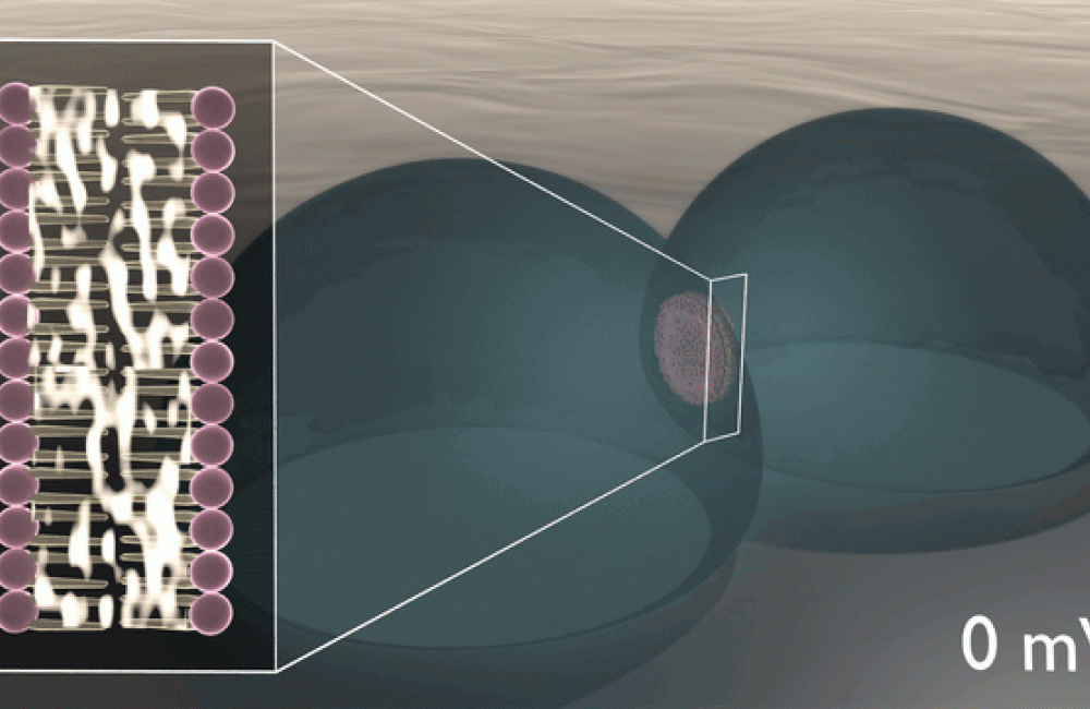 Bio-circuitry mimics synapses and neurons