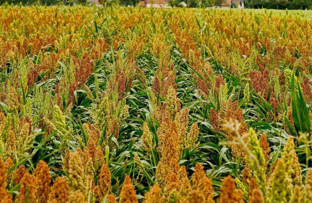 Crop stock image