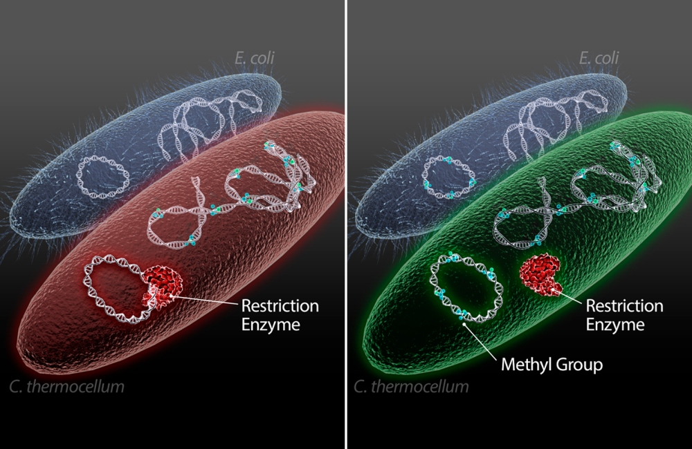 Biofuel microbe illustration