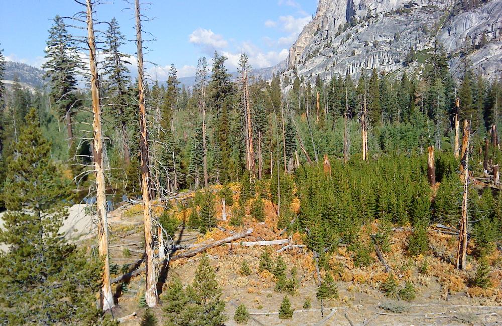 Pine trees in the Tuolumne Valley of Yosemite National Park show the effects of drought and fire. Credit: Anthony Walker/Oak Ridge National Laboratory, U.S. Dept. of Energy 