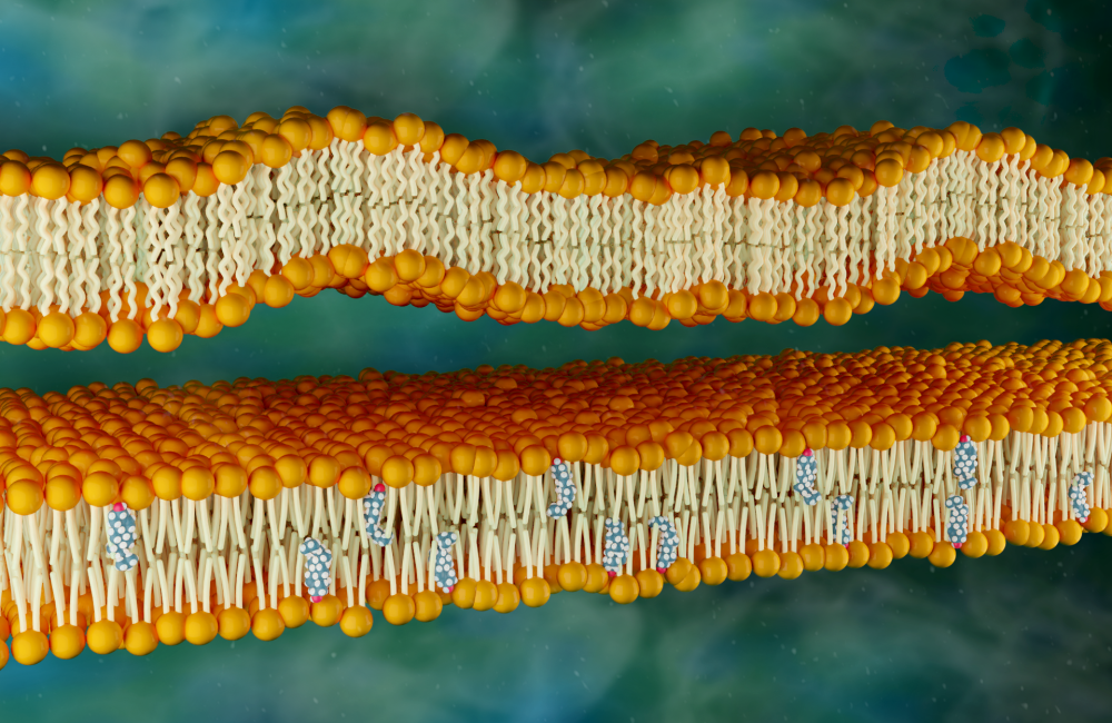 Schematic showing cholesterol stiffening DOPC membranes, making them flatter and thicker. Credit: Jill Hemman/ORNL, U.S. Dept. of Energy