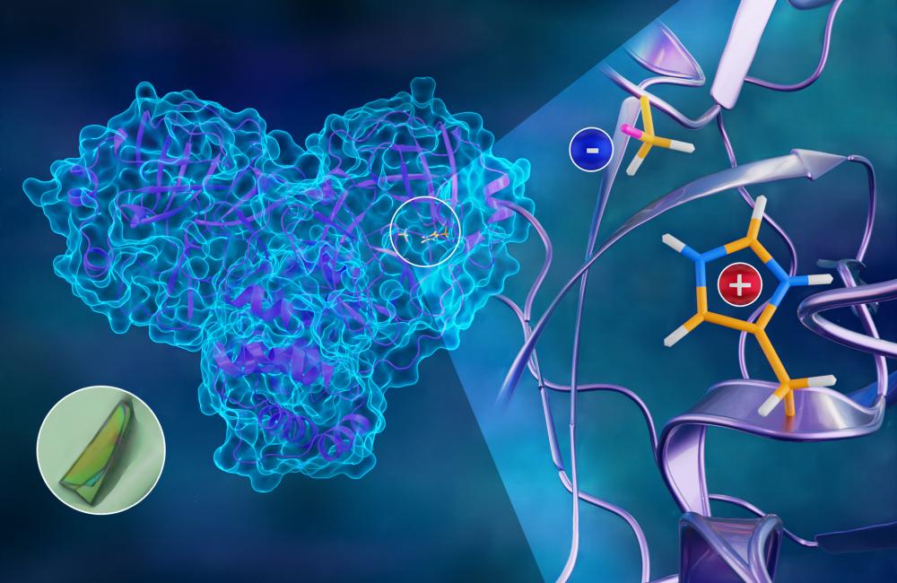 The first neutron structure of the SARS-CoV-2 main protease enzyme revealed unexpected electrical charges in the amino acids cysteine (negative) and histidine (positive), providing key data about the virus’s replication. Credit: Jill Hemman/ORNL, U.S. Dept. of Energy