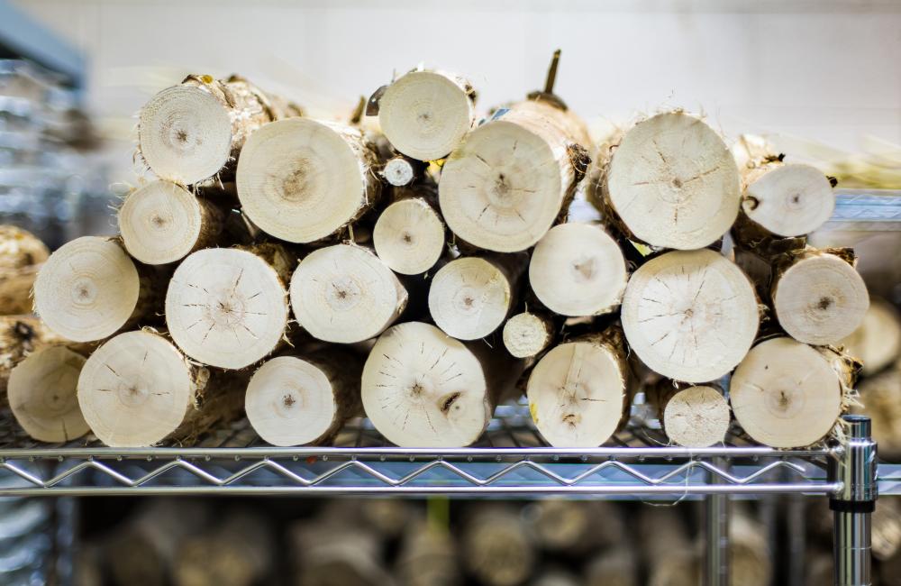 Researchers analyzed black cottonwood trees to determine how variations in their size and composition affect feedstock quality and biorefinery economics. Credit: Genevieve Martin/ORNL, U.S. Dept. of Energy