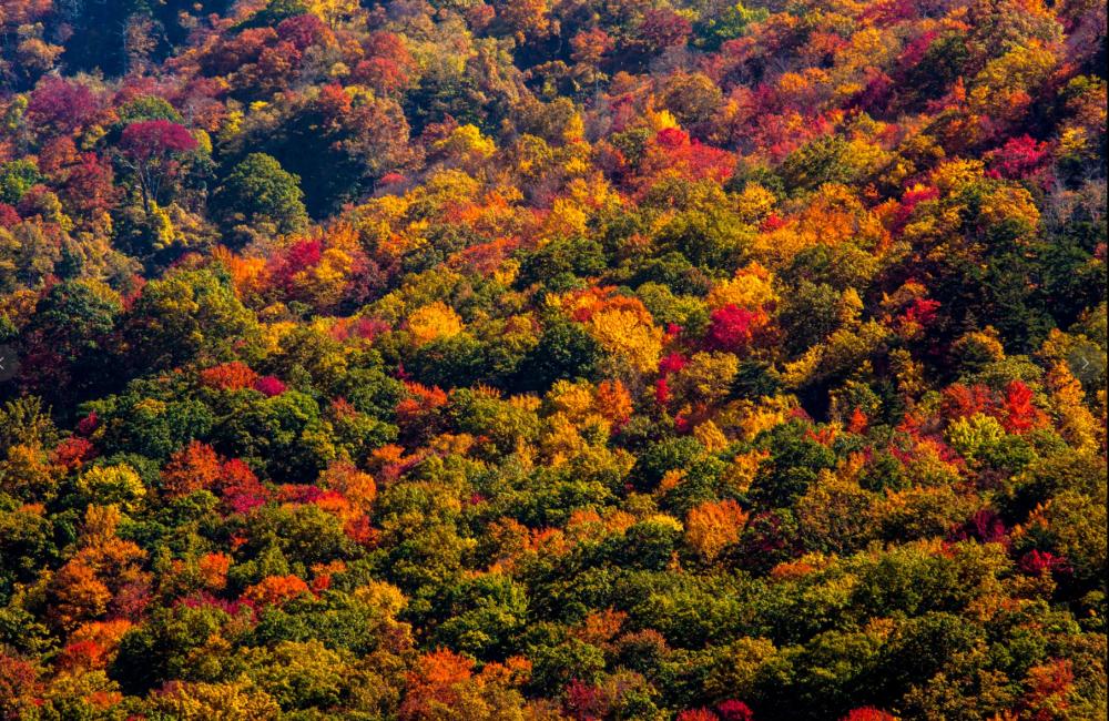 Scientists assessed the many interrelated processes that determine how plants respond to increases in atmospheric carbon dioxide and how that might change in the future. Credit: Dobie Gillispie/ORNL, U.S. Dept. of Energy