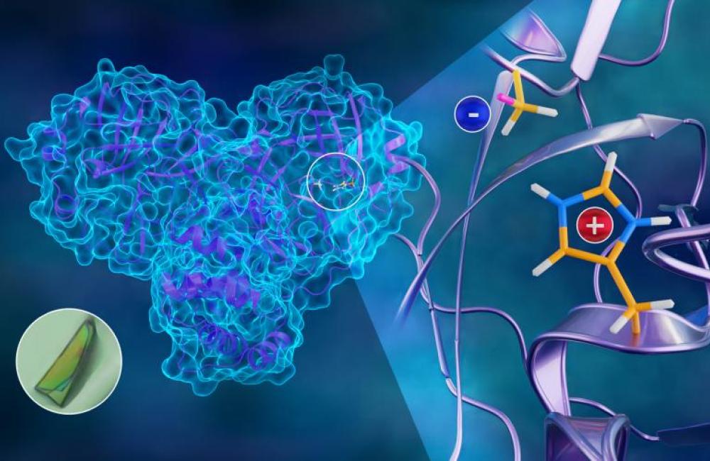 The first neutron structure of the SARS-CoV-2 main protease enzyme revealed unexpected electrical charges in the amino acids cysteine (negative) and histidine (positive), providing key data about the virus’s replication. Credit: Jill Hemman/ORNL, U.S. Dept. of Energy