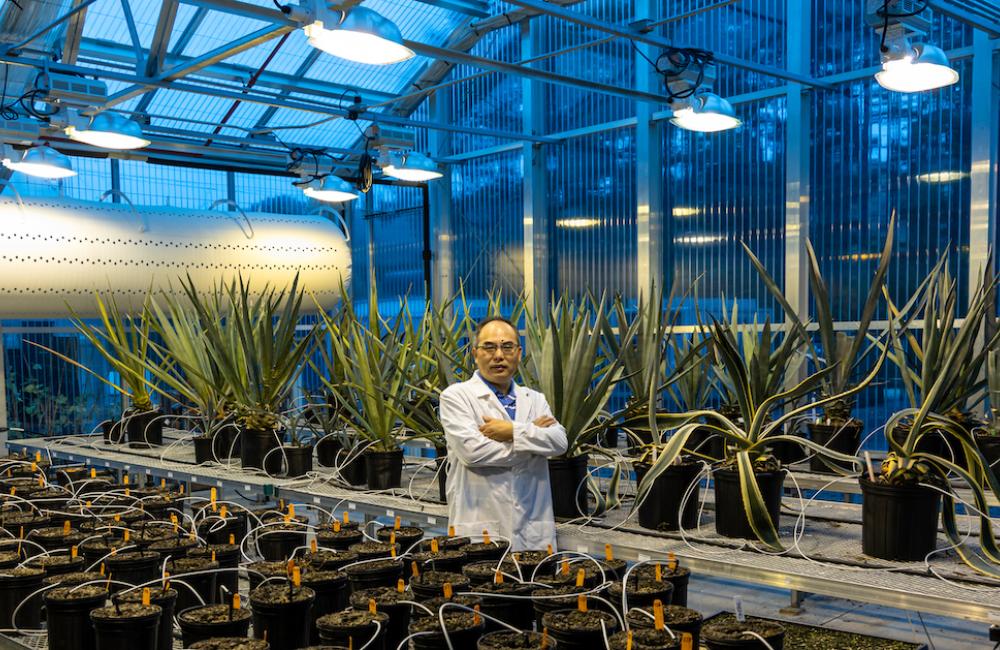 A research team led by ORNL's Xiaohan Yang used a gene from agave to engineer higher yield, improved stress tolerance and greater carbon sequestration in tobacco plants. Credit: Carlos Jones/ORNL, U.S. Dept. of Energy