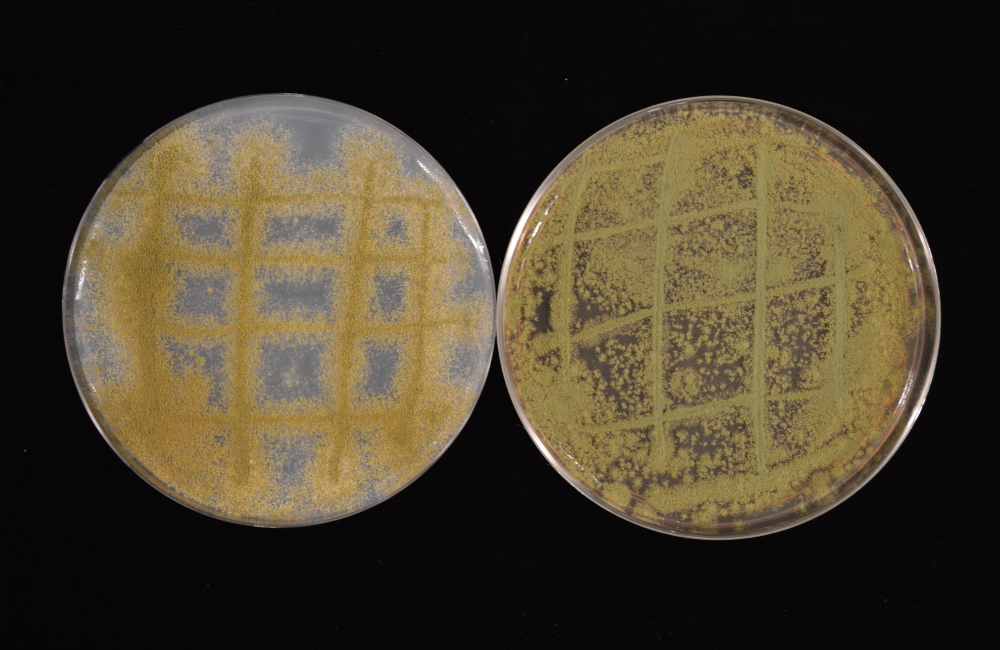 Researchers studying secondary metabolites in the fungus Aspergillus flavus, pictured, found unique mixes of metabolites corresponding to genetically distinct populations. The finding suggests local environmental conditions play a key role in secondary metabolite production, influencing the discovery of drugs and other useful compounds. Credit: Tomás Allen Rush/ORNL, U.S. Dept. of Energy.