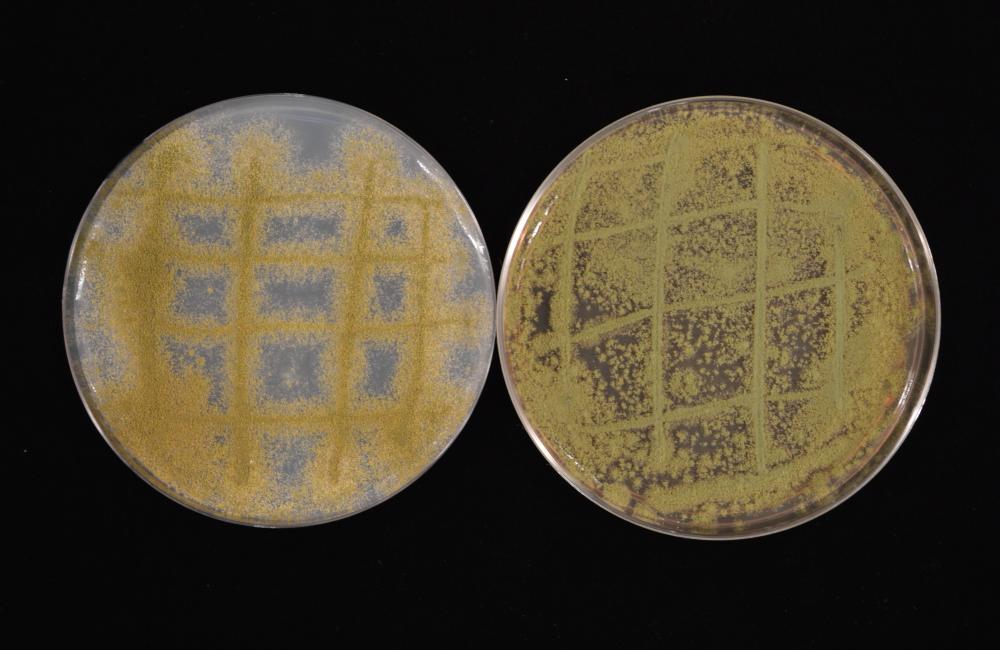 Researchers studying secondary metabolites in the fungus Aspergillus flavus, pictured, found unique mixes of metabolites corresponding to genetically distinct populations. The finding suggests local environmental conditions play a key role in secondary metabolite production, influencing the discovery of drugs and other useful compounds. Credit: Tomás Allen Rush/ORNL, U.S. Dept. of Energy.