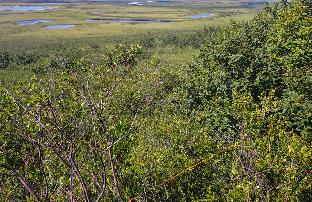 An ORNL team added new plant data to a computer model that simulates Arctic ecosystems to help scientists better predict how northern vegetation will respond to climate change. Credit: ORNL, U.S. Dept. of Energy