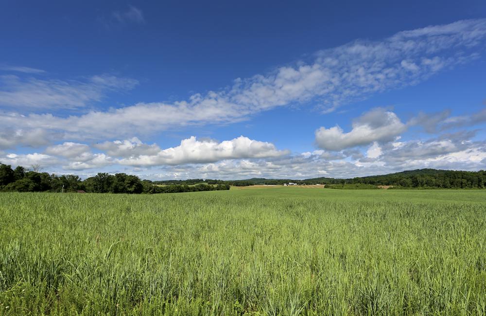 ORNL researchers are examining ways to increase the amount of carbon sequestered in soils by crops such as switchgrass. Credit: Jason Richards/ORNL, U.S. Dept. of Energy
