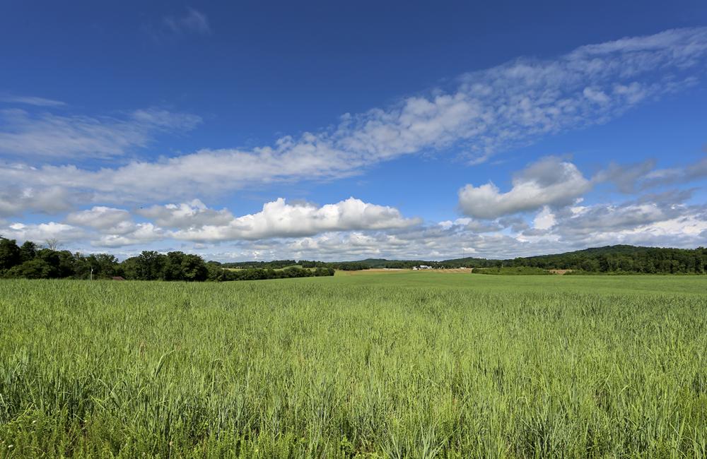 ORNL researchers are examining ways to increase the amount of carbon sequestered in soils by crops such as switchgrass. Credit: Jason Richards/ORNL, U.S. Dept. of Energy