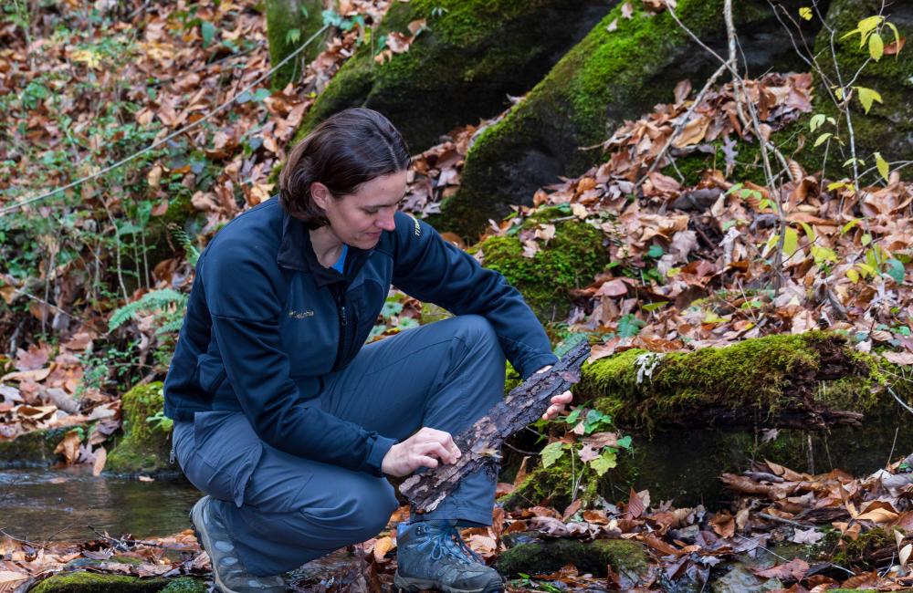  Aquatic ecologist Natalie Griffiths conducts studies on nutrients and contaminants in the Walker Branch Watershed, which flows through the Oak Ridge National Environmental Research Park. Credit: Carlos Jones/ORNL, U.S. Dept. of Energy