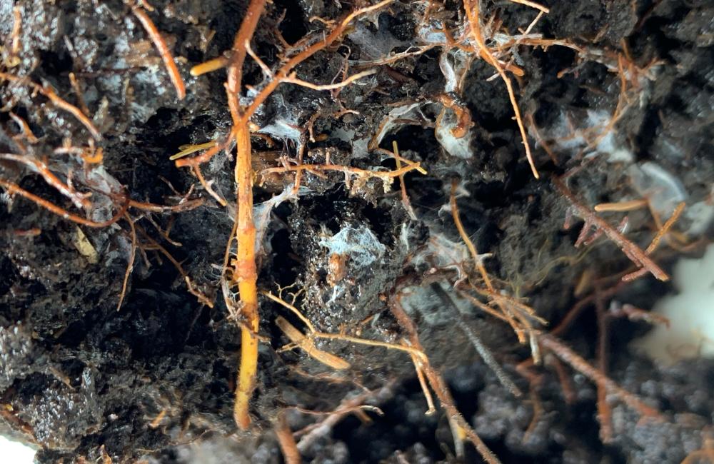 Fine roots from a larch tree peek out from a pile of peat excavated from an experimental warming plot in the SPRUCE experiment in Northern Minnesota. Credit: Colleen Iversen/ORNL, U.S. Dept. of Energy