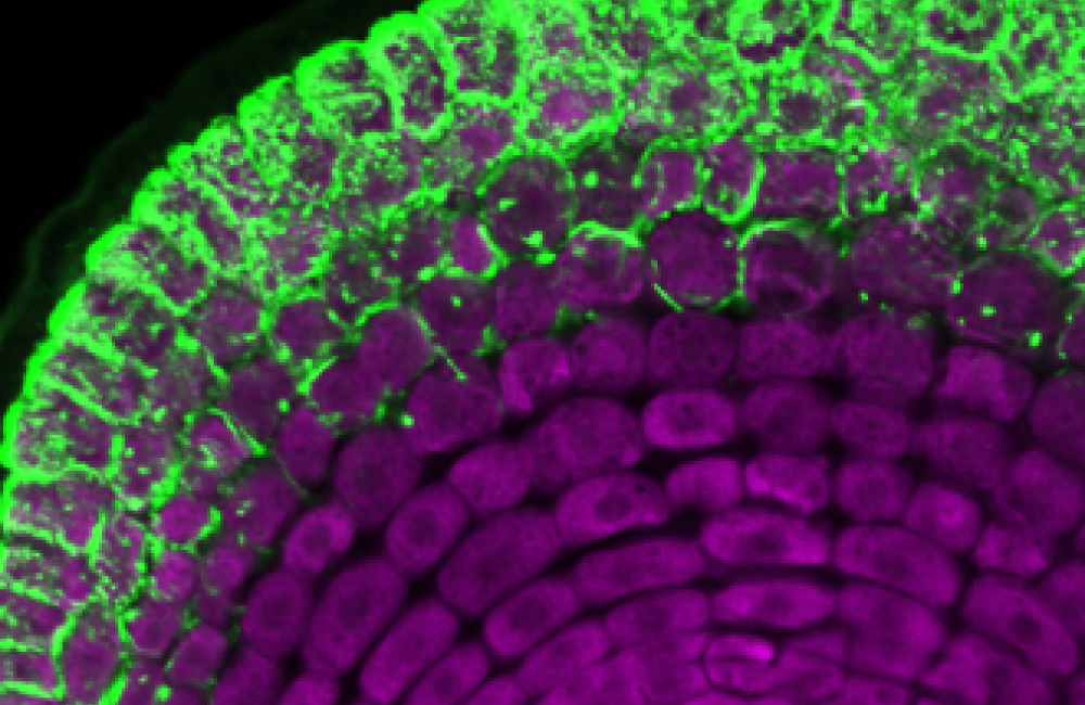 The ectomycorrhizal fungus Laccaria bicolor, shown in green, envelops the roots of a transgenic switchgrass plant. Switchgrass is not known to interact with this type of fungi naturally; the added PtLecRLK1 gene tells the plant to engage the fungus. Credit: ORNL, U.S. Dept. of Energy