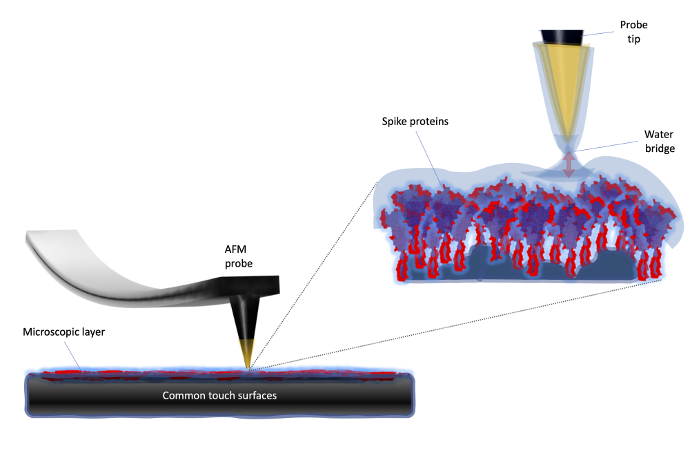 Researchers used an atomic force microscope to test how easily particles of the novel coronavirus cling to certain surfaces, a property known as adhesion energy. Credit: Ali Passian/ORNL, U.S. Dept. of Energy