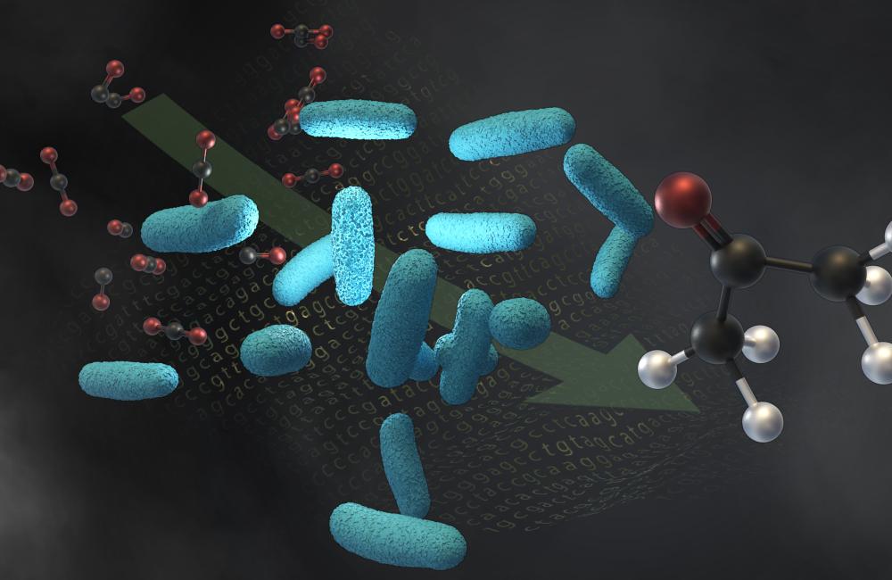 Scientists from LanzaTech, Northwestern University and Oak Ridge National Laboratory engineered a microbe, shown in light blue, to convert molecules of industrial waste gases, such as carbon dioxide and carbon monoxide, into acetone. The same microbe can also make isopropanol. Credit: Andy Sproles/ORNL, U.S. Dept. of Energy