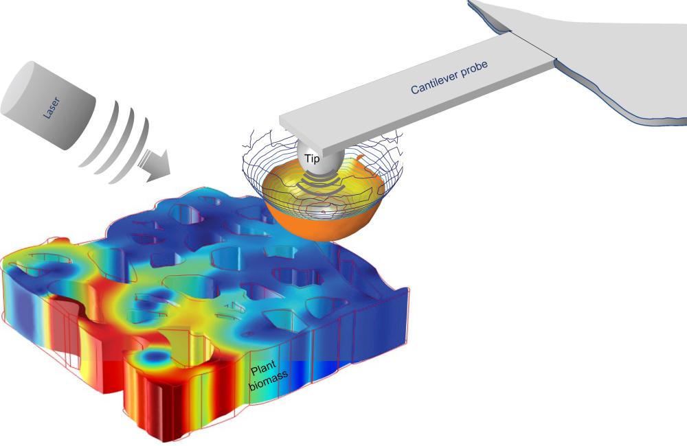 Scattering-type scanning near-field optical microscopy, a nondestructive technique in which the tip of the probe of a microscope scatters pulses of light to generate a picture of a sample, allowed the team to obtain insights into the composition of plant cell walls. Credit: Ali Passian/ORNL, U.S. Dept. of Energy 