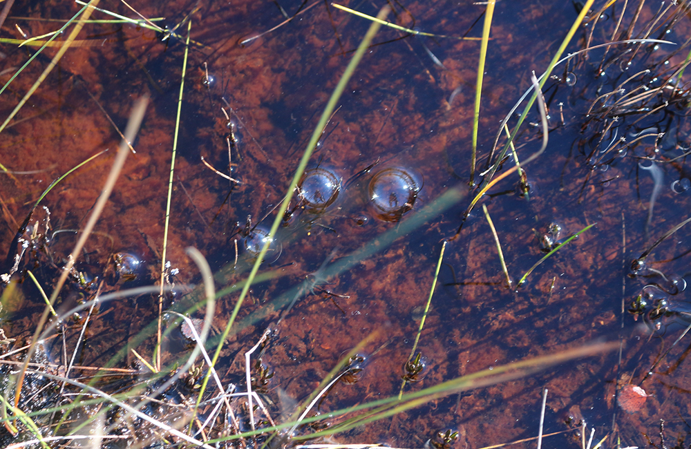 永久凍土の温室効果ガス排出の鍵を握る鉄の循環を発見(Scientists find iron cycling key to permafrost greenhouse gas emissions)